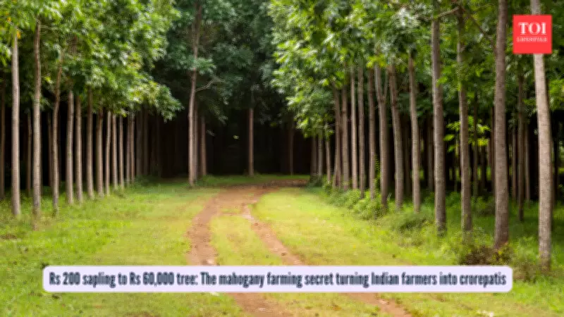 Mahogany Tree Farming: India's Green Gold Rush for Patient Farmers
