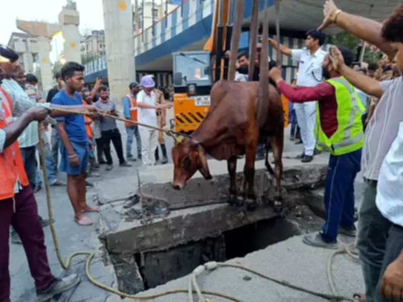 Major Kolkata Rescue: Cow Pulled Alive from Deep Sewer in Dramatic Operation