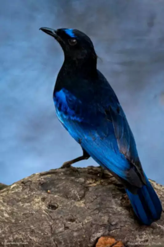 Malabar Whistling Thrush Spotted in Amravati City Forest for First Time