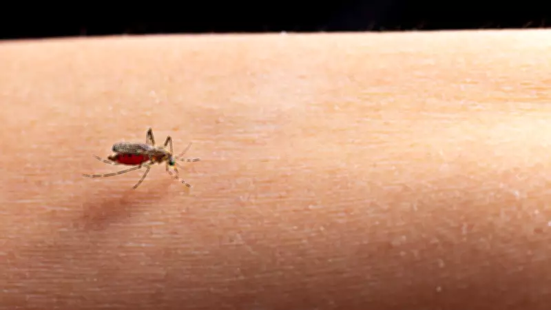 Malaria, Dengue, Viral Fever: Key Differences in Symptoms and Patterns