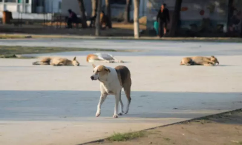 Malerkotla Administration Sterilizes Over 80 Stray Dogs in Urban Localities