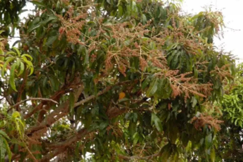 Malihabad Mango Crop Faces 40% Loss After Unseasonal Rains and Winds