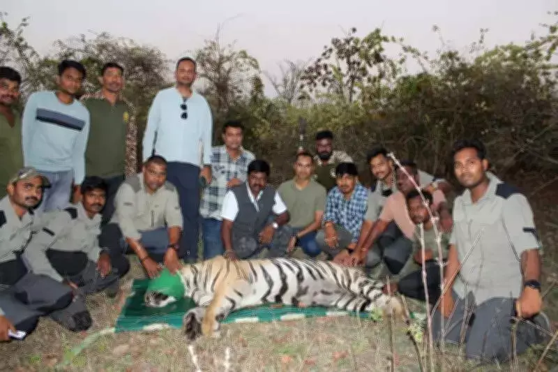 Man-Eating Tiger Captured in Chandrapur After Two Fatal Attacks