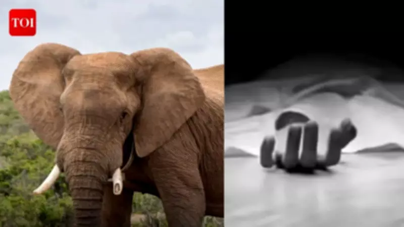 Man Killed by Wild Elephants While Protecting Field in Koderma