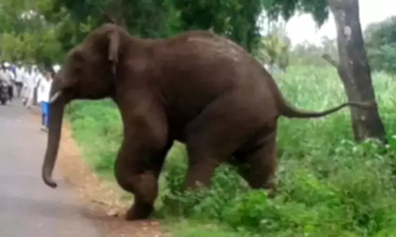 Man Trampled to Death by Elephant in Gumla, Third Fatality in 2026