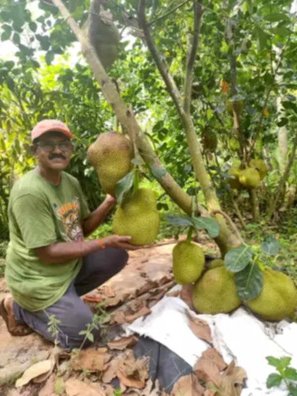 Mangaluru Embraces Premium Thai Jackfruit Varieties at Unique Tasting Festival