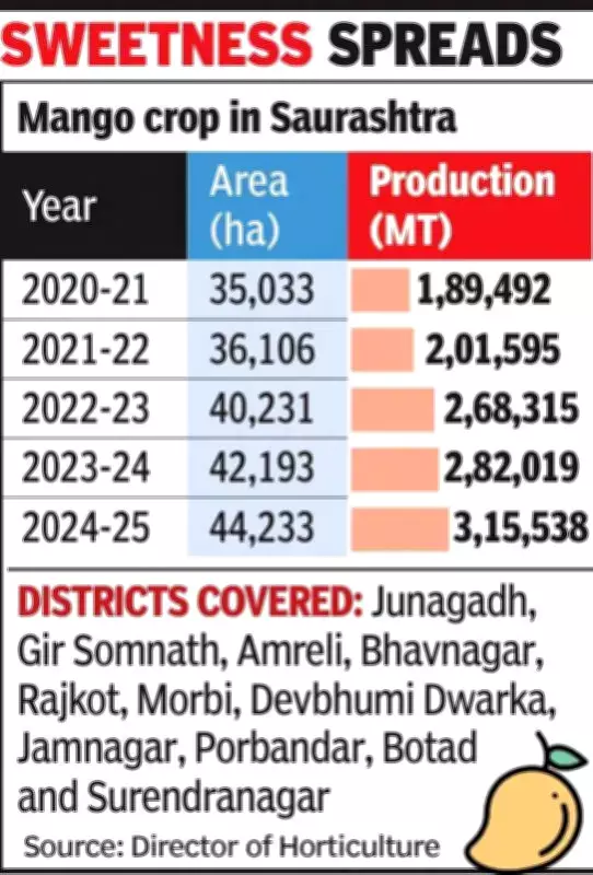 Mango Cultivation Thrives in Saurashtra Despite Climate Challenges