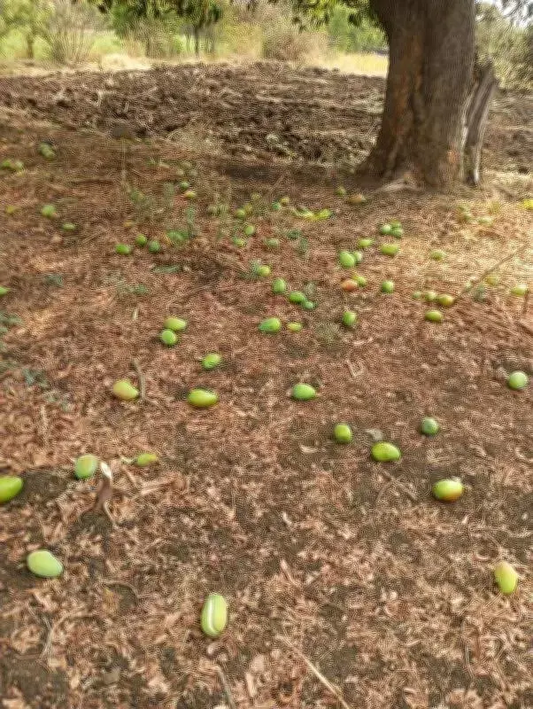 Mango Growers Seek Compensation for Unseasonal Rain Losses in Marathwada