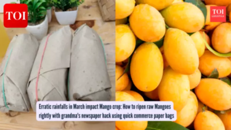 Mango Season Crisis: Unusual Rains Damage Crops, Traditional Storage Methods Offer Solution