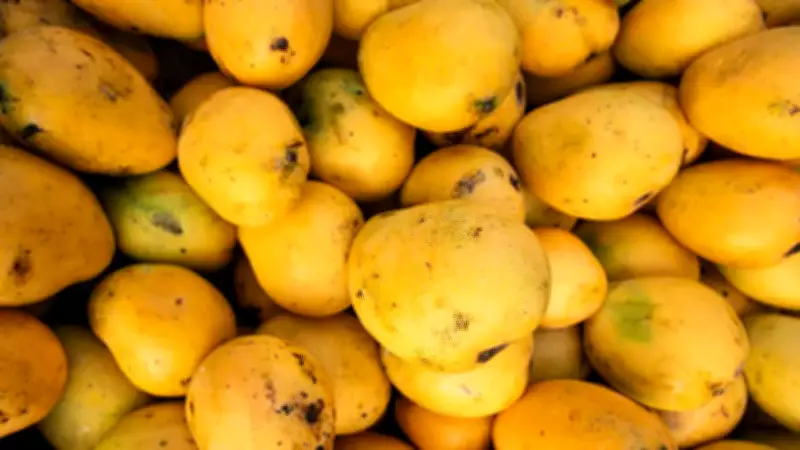 Mango Storage Guide: When to Refrigerate vs. Keep Outside for Perfect Ripeness