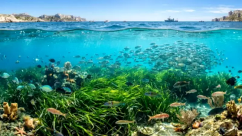 Marseille's Seagrass Revival: A Marine Resilience Success Story