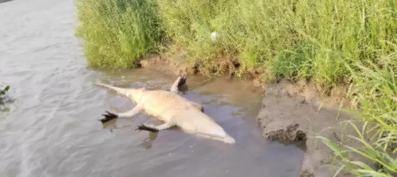 Massive 11-Ft Crocodile Found Dead in Bhitarkanika Park, 16th Unnatural Death in 6 Years