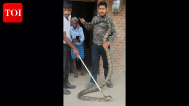 Massive 12-Foot King Cobra Found in West Champaran Bedroom, Forest Team Rescues