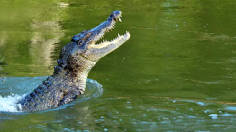 Massive 12-Foot Nile Crocodile Caught on Camera Entering Hotel Kitchen in Zimbabwe