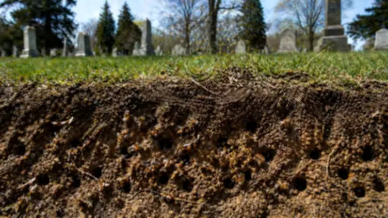 Massive Underground Bee City Discovered Beneath New York Cemetery