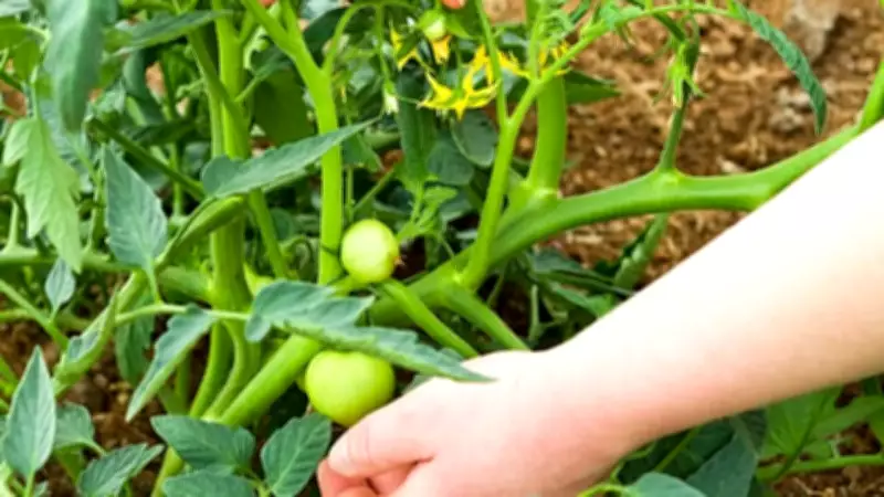 Master Tomato Gardening: Optimal Timing, Soil Mix & Expert Growth Tips