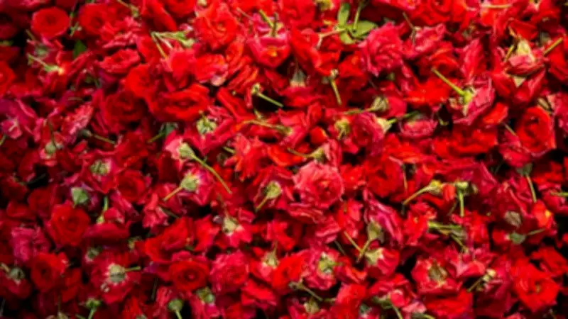 Mastering Rose Planting in India: Timing for Maximum Blooms
