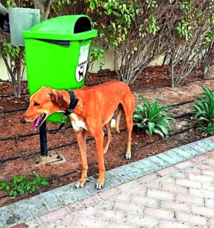 MCD's Stray Dog Control Plan Stalls Despite Supreme Court Affidavit