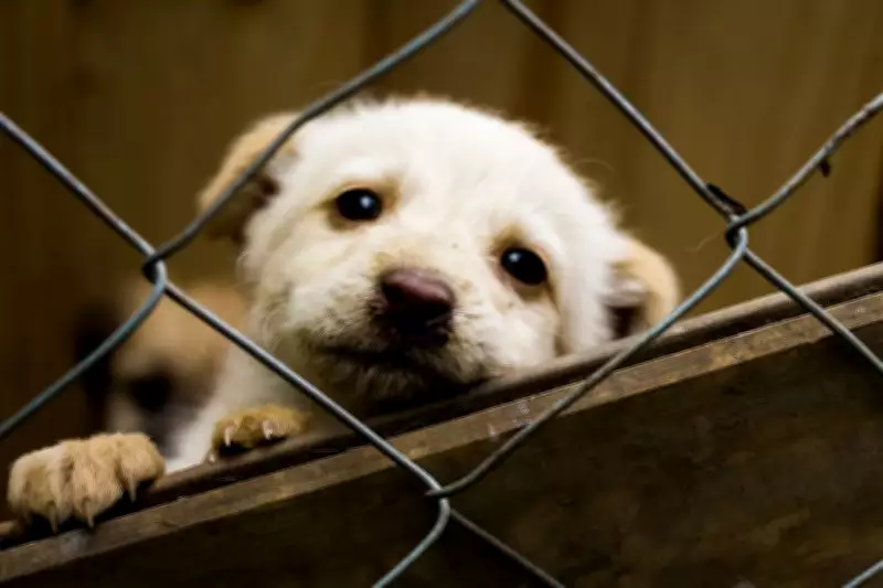 Midnight Rescue for Puppy Outside Tihar Jail Ends in Tragedy, Not an Inmate