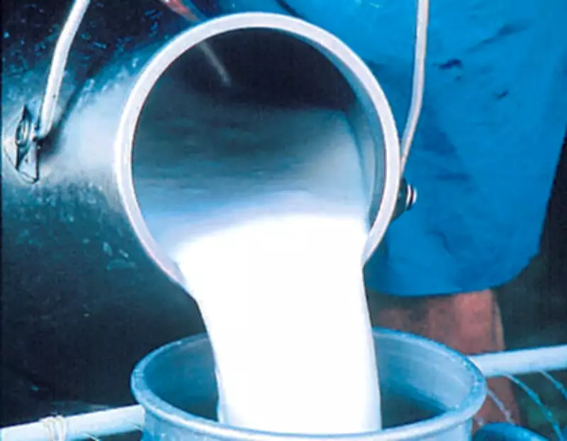 Milkfed Punjab Hikes Milk Procurement Price for Farmers