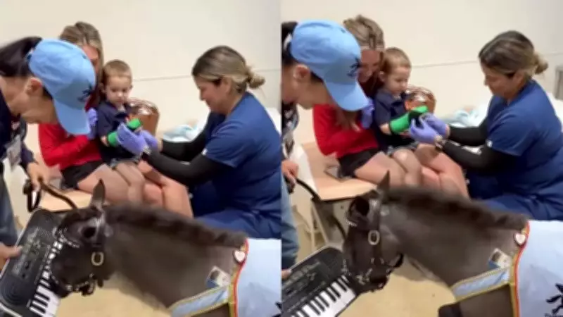 Mini Therapy Horse Plays Keyboard to Comfort Child During Hospital Procedure