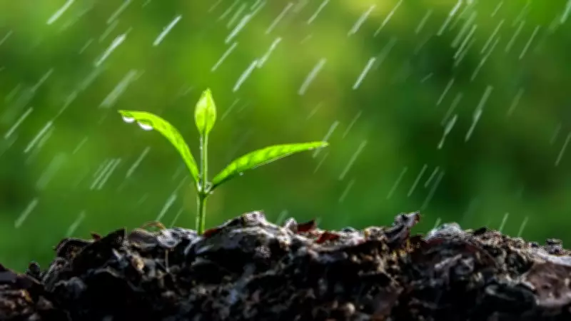 MIT Study Reveals Plants Can Sense Rain Sounds to Accelerate Germination