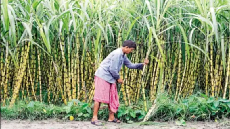 Modi Government Overhauls Six-Decade-Old Sugarcane Law, Seeks Public Feedback