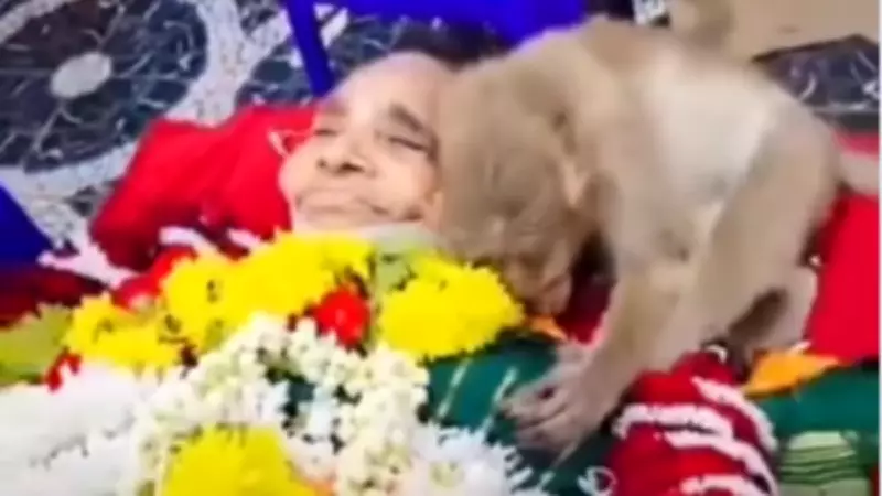 Monkey Mourns at Funeral of Bengaluru Woman Who Fed Him Daily, Viral Video Touches Hearts