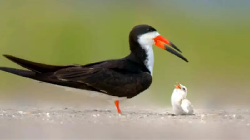 Mothballs Found on Florida Beach Threaten Nesting Birds