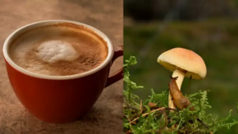 Mushroom Coffee for Weight Loss: Benefits and How It Works