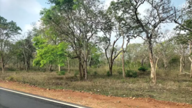 Mysuru Region Sees Brief Respite from Wildfire Threat After Recent Rains