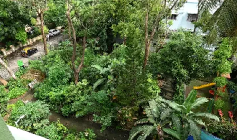 Mysuru to Plant 50,000 Trees Using Miyawaki Method to Combat Urban Heat
