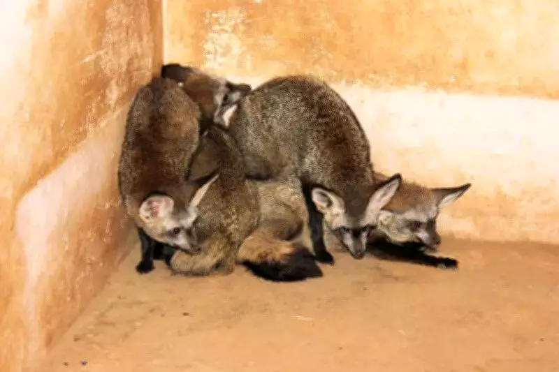 Nandurbar Police Bust Major Wildlife Trafficking Ring, Rescue 300 Birds and Animals