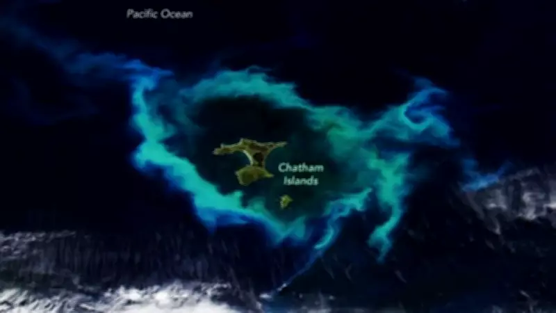 NASA Satellite Captures Glowing Phytoplankton Halo Around New Zealand's Chatham Islands