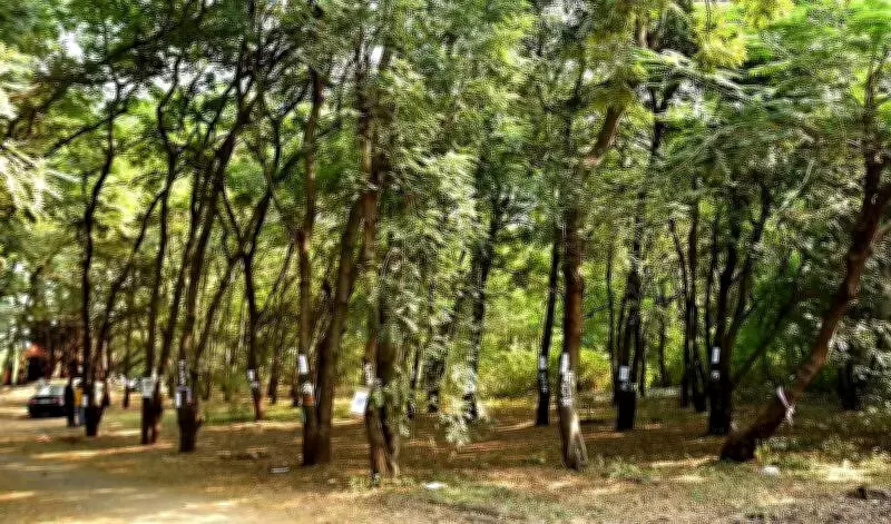 Nashik Activists Urge CM Fadnavis to Build Meditation Center, Save 1,700 Trees