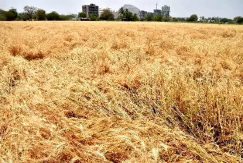 Nashik Hailstorm Ravages 58,812 Hectares of Crops, 39,814 Farmers in Distress