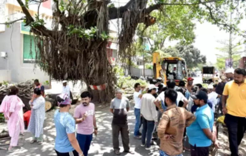 Nashik Tree Activists Halt Municipal Corporation's Felling Drive Citing NGT Stay