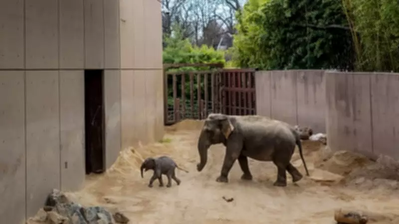 National Zoo's Baby Elephant Linh Mai to Debut on Earth Day
