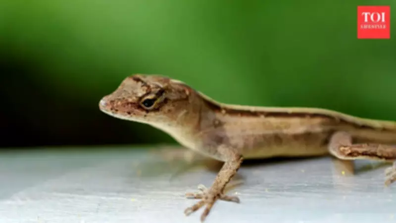 Natural Pest Control: 5 Flowering Plants That Repel Lizards at Home