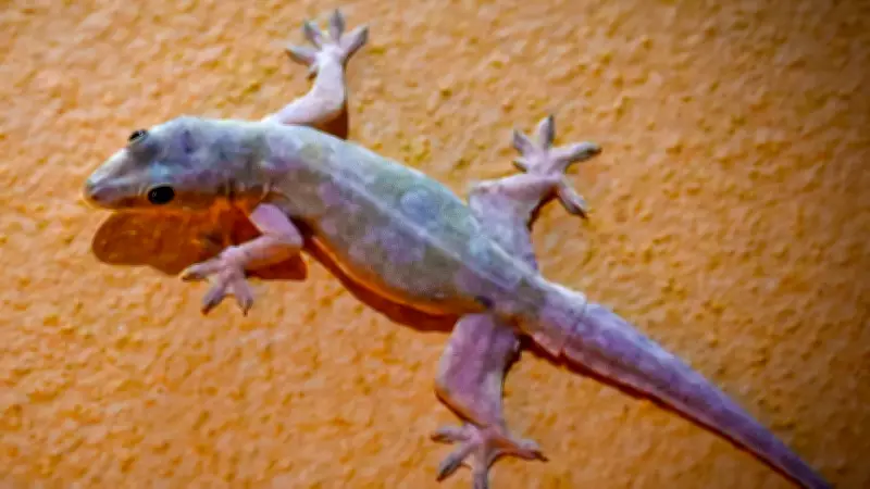 Natural Ways to Keep Lizards Out of Your Home Without Harm