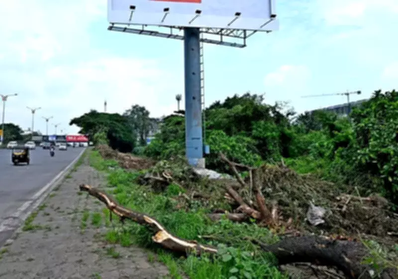 Navi Mumbai Activists Allege Trees Poisoned to Make Way for Hoardings