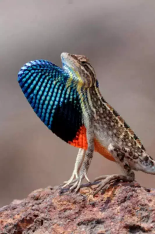 Navi Mumbai Duo Captures Rare Fan-Throated Lizard in Satara