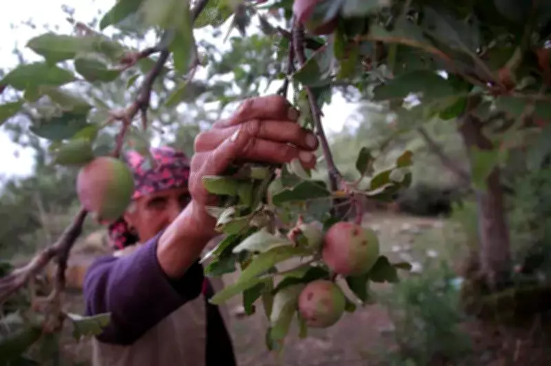 New Apple Variety Named After Himachal Farmer Joginder Singh Kanwar