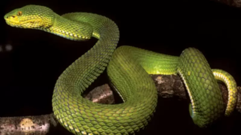 New Ayeyarwady Pit Viper Discovery in Myanmar Challenges Species Identification