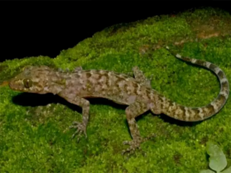 New Gecko Species 'Cyrtodactylus Raimonaensis' Discovered in Assam's Kokrajhar