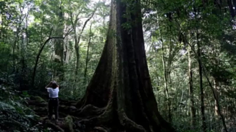 New Mahogany Species Discovered in Zanzibar, Already Critically Endangered