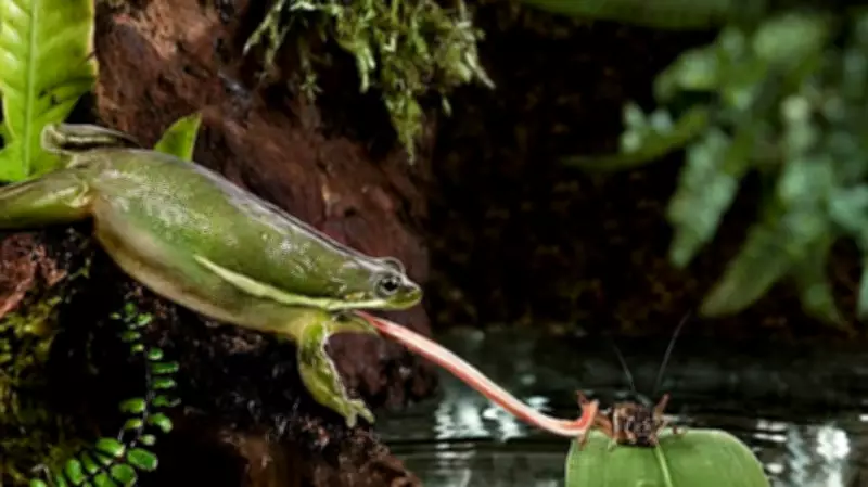 New Night Frog Species Discovered in Western Ghats, Named 'Kali'