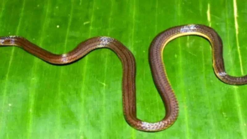 New Snake Species Calamaria garoensis Discovered in Meghalaya's Garo Hills