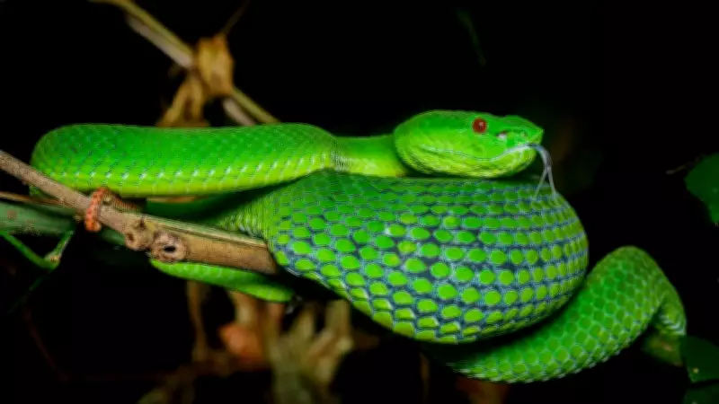 New Venomous Snake Species Huaxi Green Pitviper Discovered in China