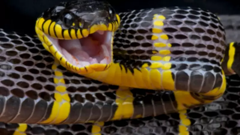New Zealand's Snake-Filled Waters: Rare Sea Snake Sightings in Coastal Regions